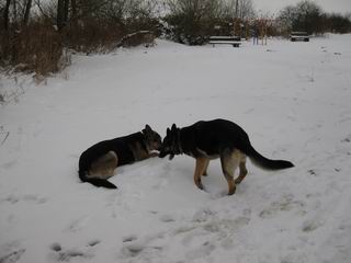 im Winter mit Arven