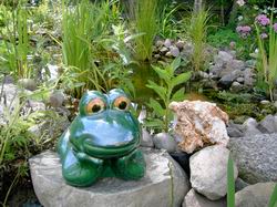 unser Frosch