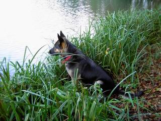 unser Hund darf nirgendwo fehlen