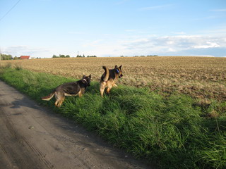 wo ist die Maus I