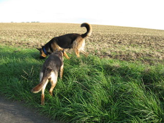 wo ist die Maus II